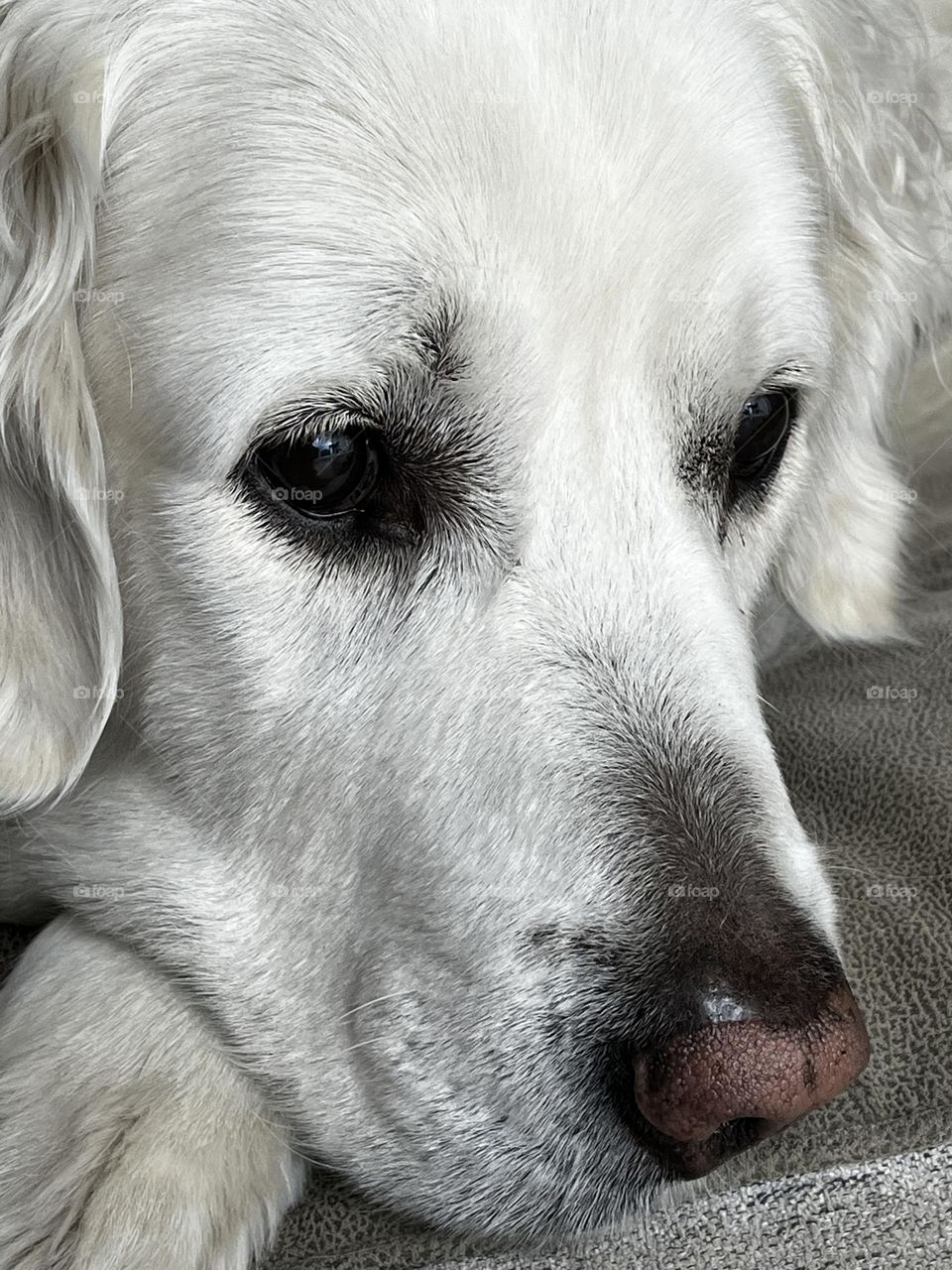 White Dog Curious Face