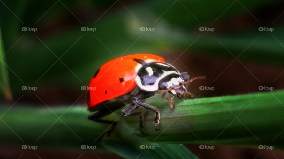 lady bug 4