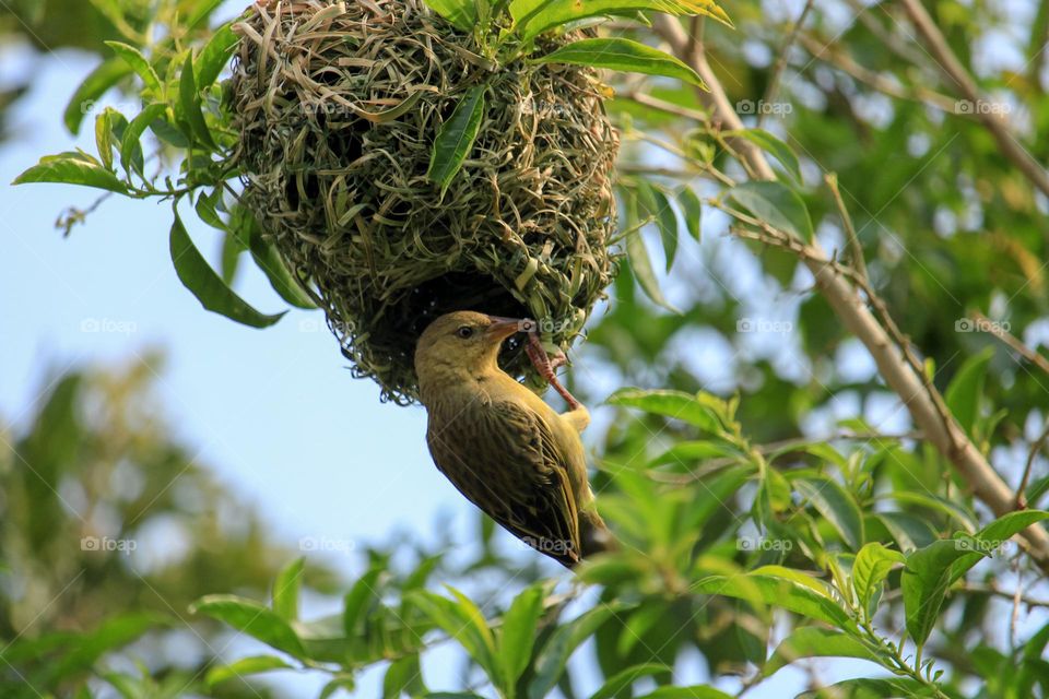 A weaver bird busy fixing her nest at sundown