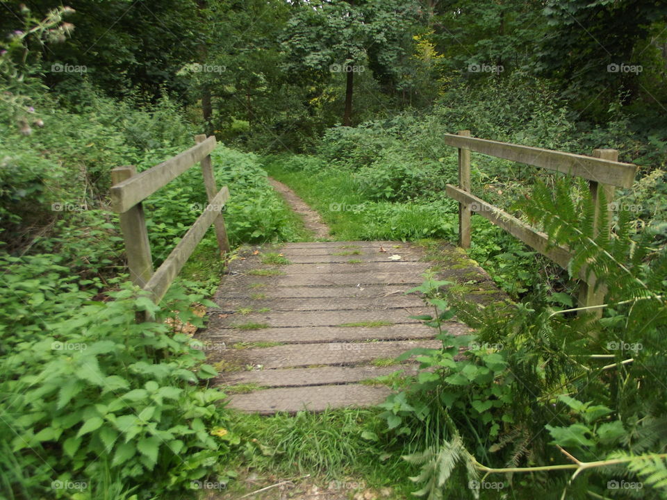 Woodland Bridge