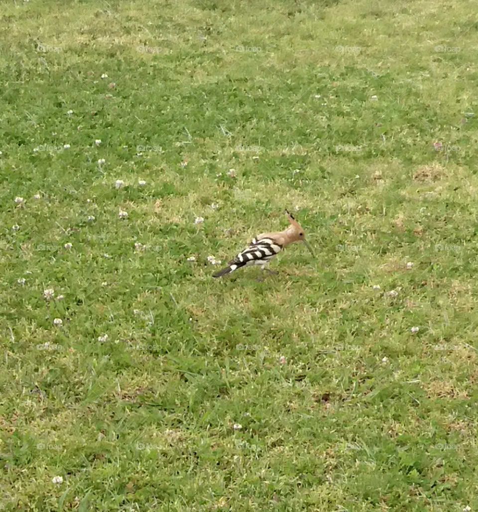 Hoopoe/ búbos banka