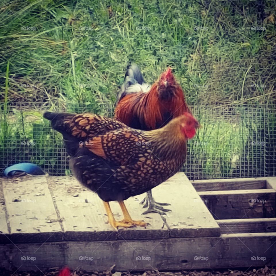 hen and rooster