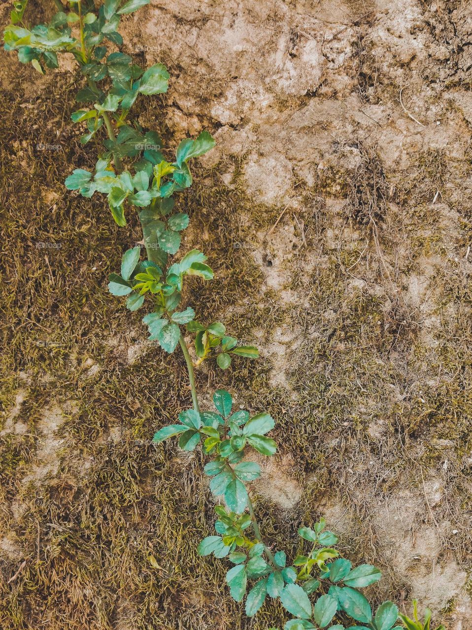 A plant growing down on a wall