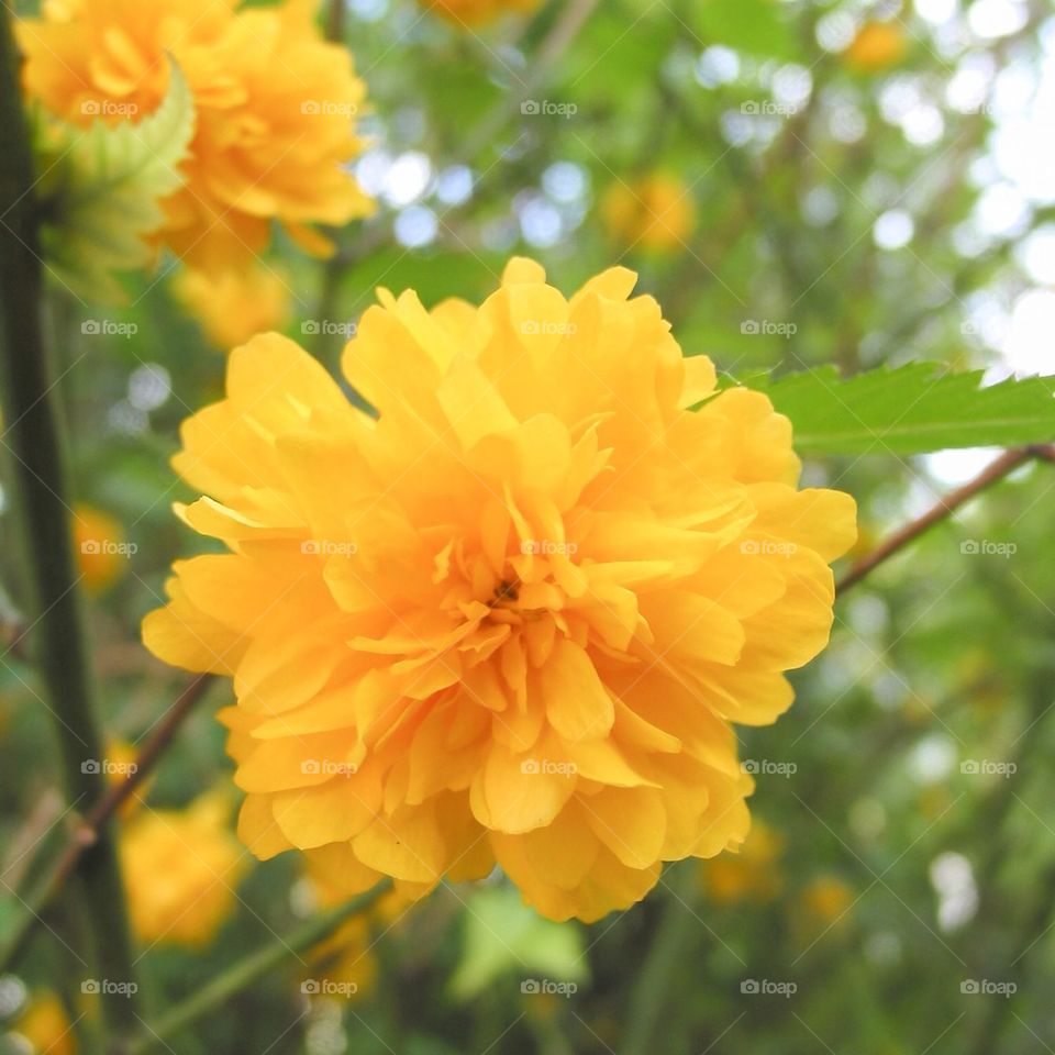 no people nobody close-up close up by przemekklos