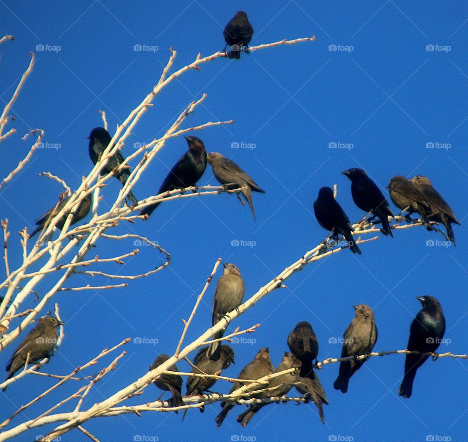 Flock of Cowbirds on Branches