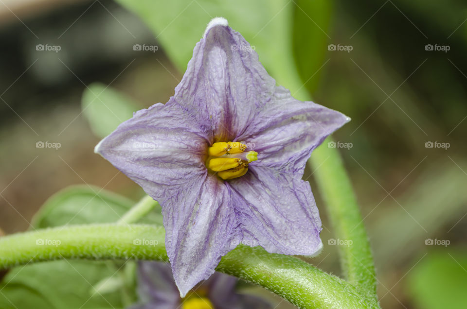 Eggplant Blossom