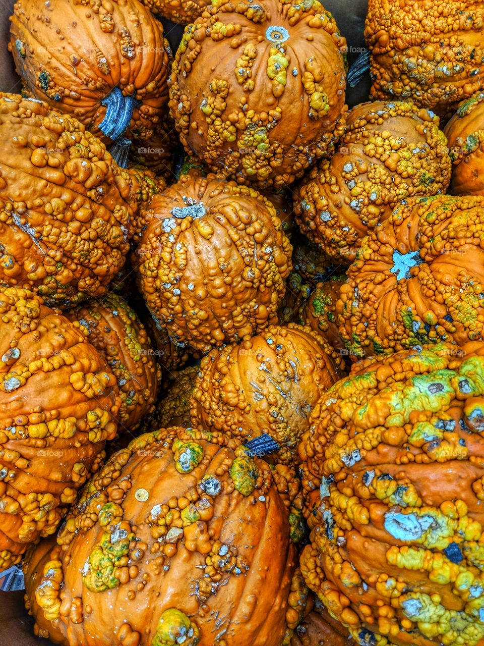 Warty Pumpkins