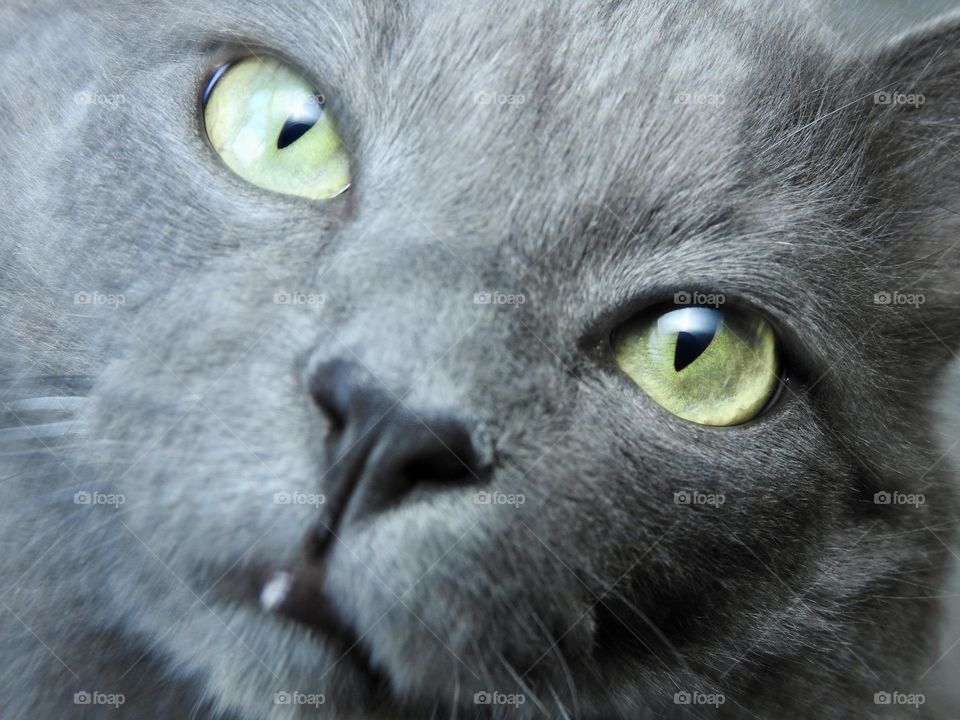 Tom the soft cute and nostalgic grey Nebelung family pet cat with green eyes closeup macro.