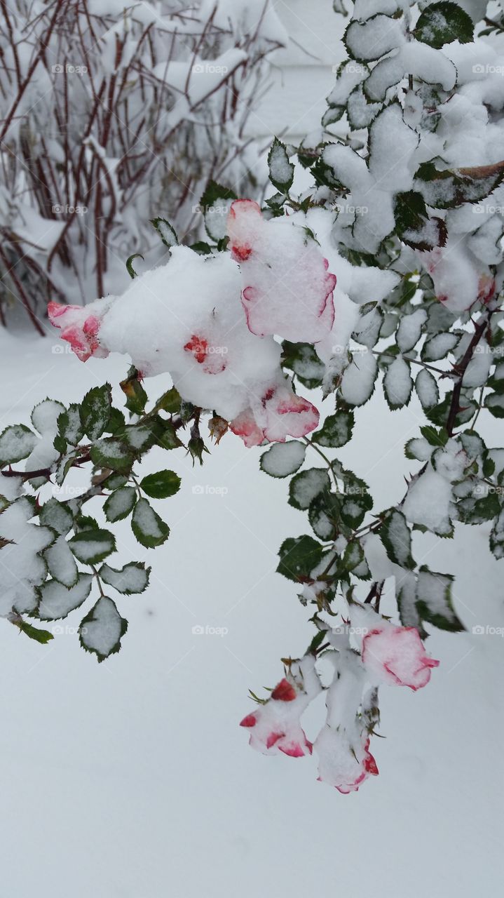 Roses in winter