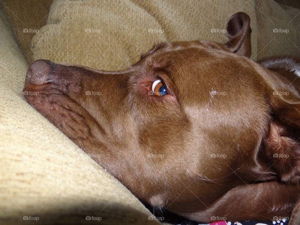 Remington. My pit bull, looking cute and silly