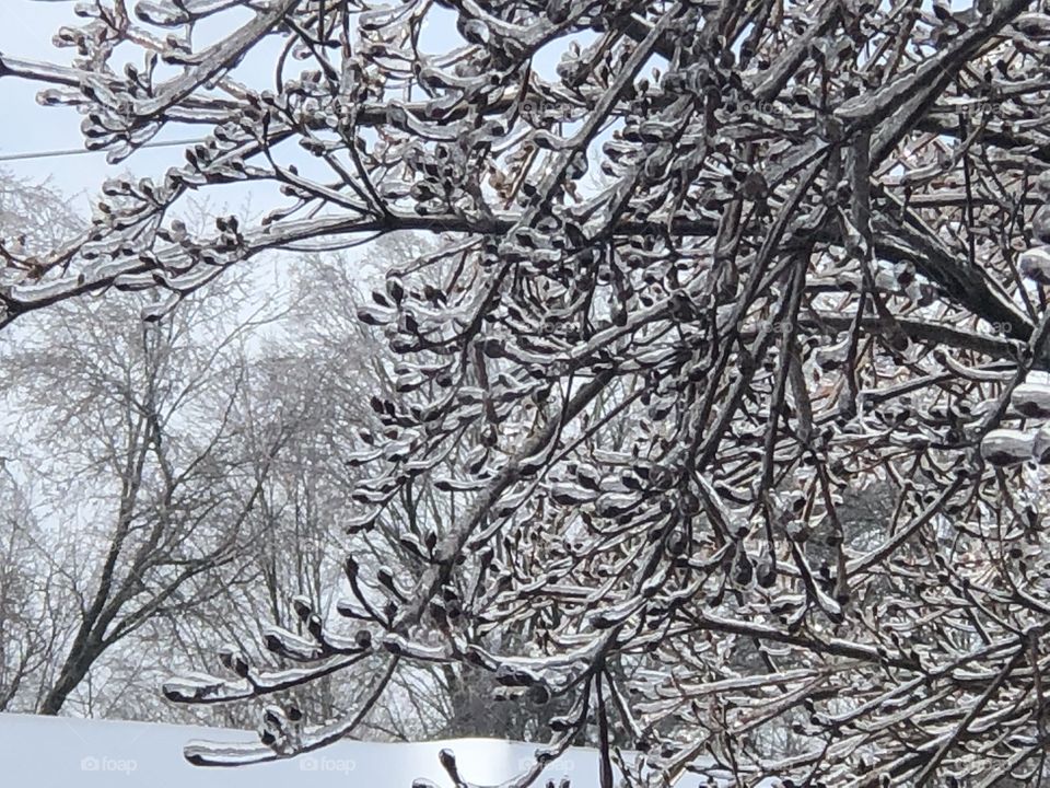 Tree branches encased in ice