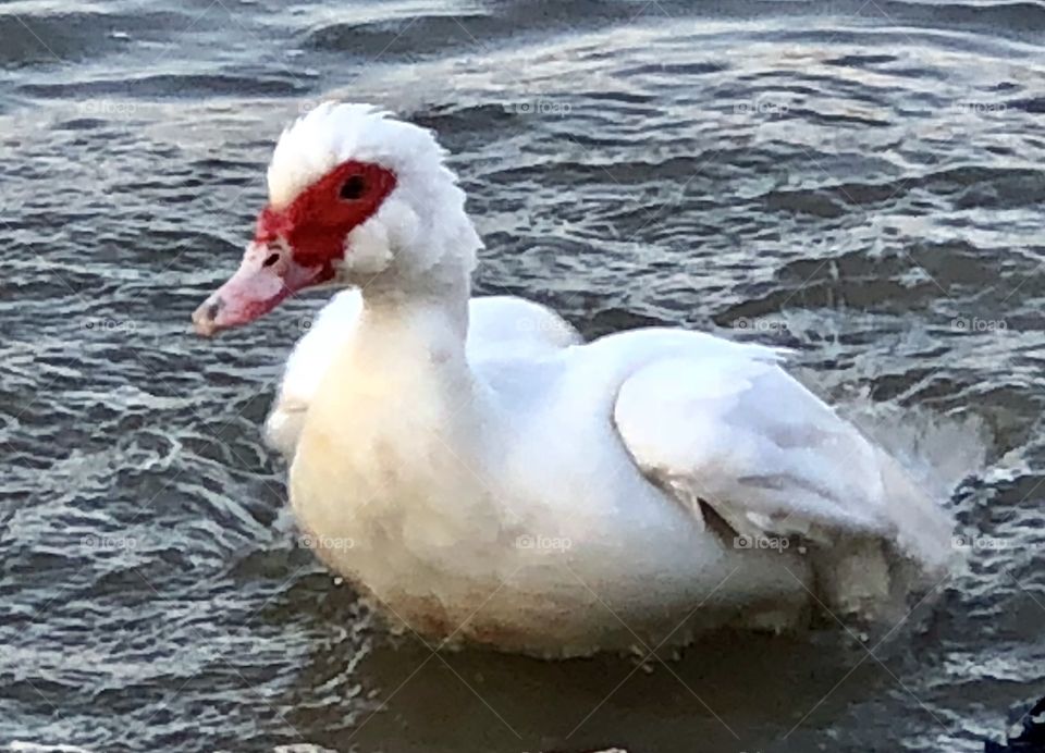 Muscovy, duck, muscovy duck, white, water, freshwater, red, feathers, float, floating, swim, swimming, lake, spring, thaw, reflection, Holiday Lake, Missouri, bill