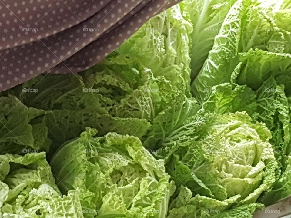 Cabbage on the box