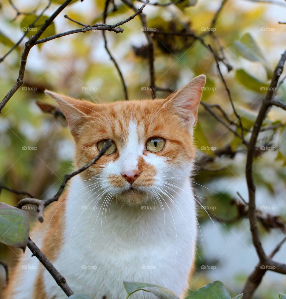 Ginger cat among branches