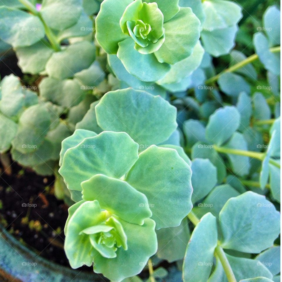 Potted Succulent 