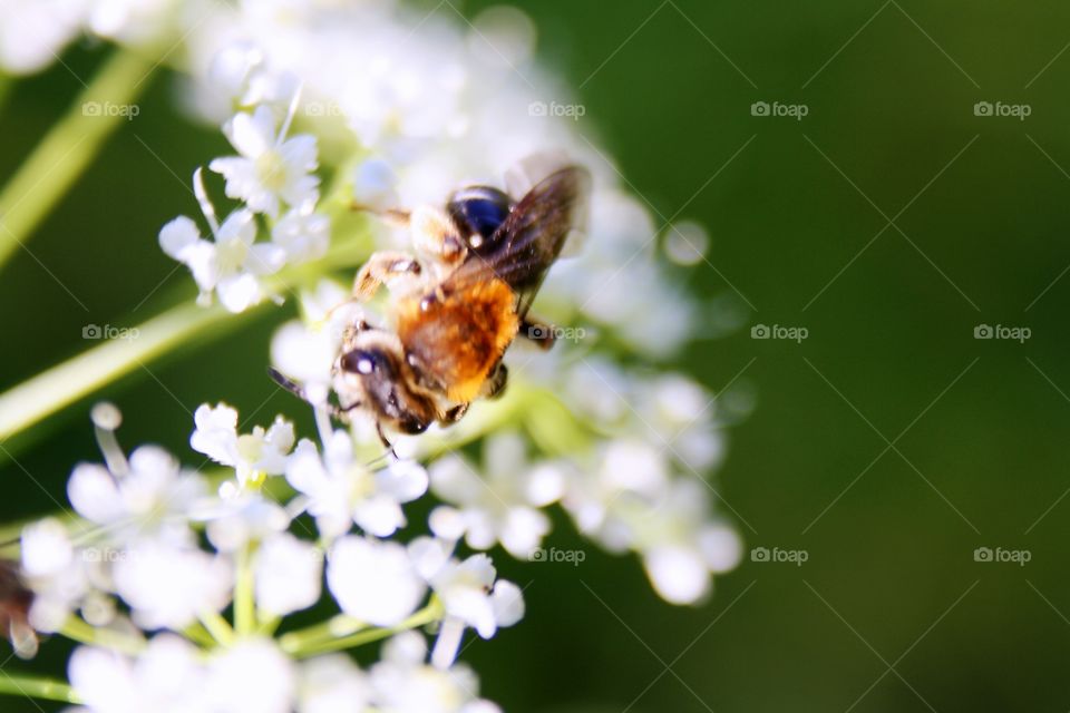 Bee on a flower