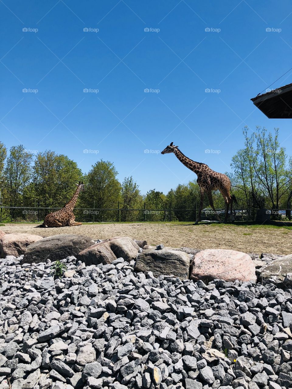 A pair of giraffes at play in their enclosure at the Toronto Zoo