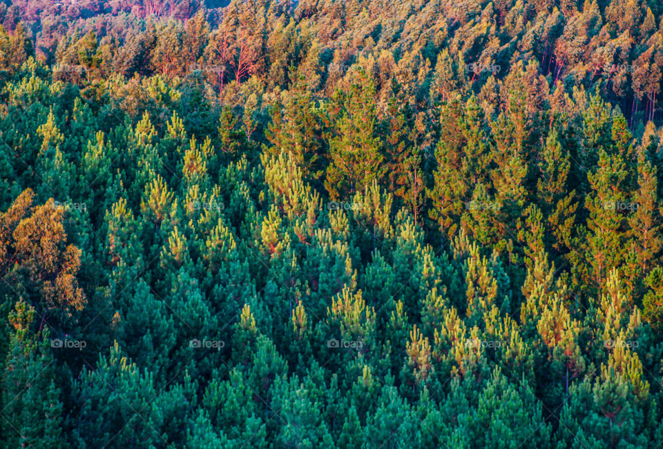 A hill covered in various hues trees