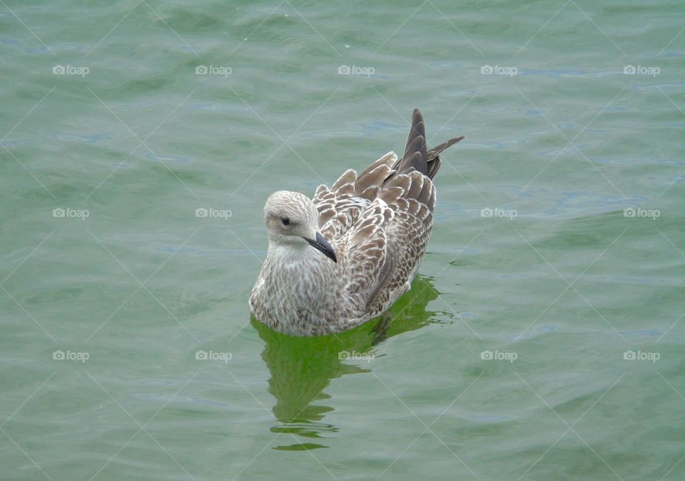 Young seagull swimming in the sea, grey feathers, Clacton, UK