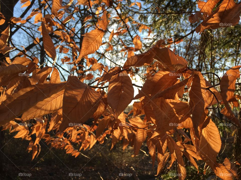 Sun through leaves