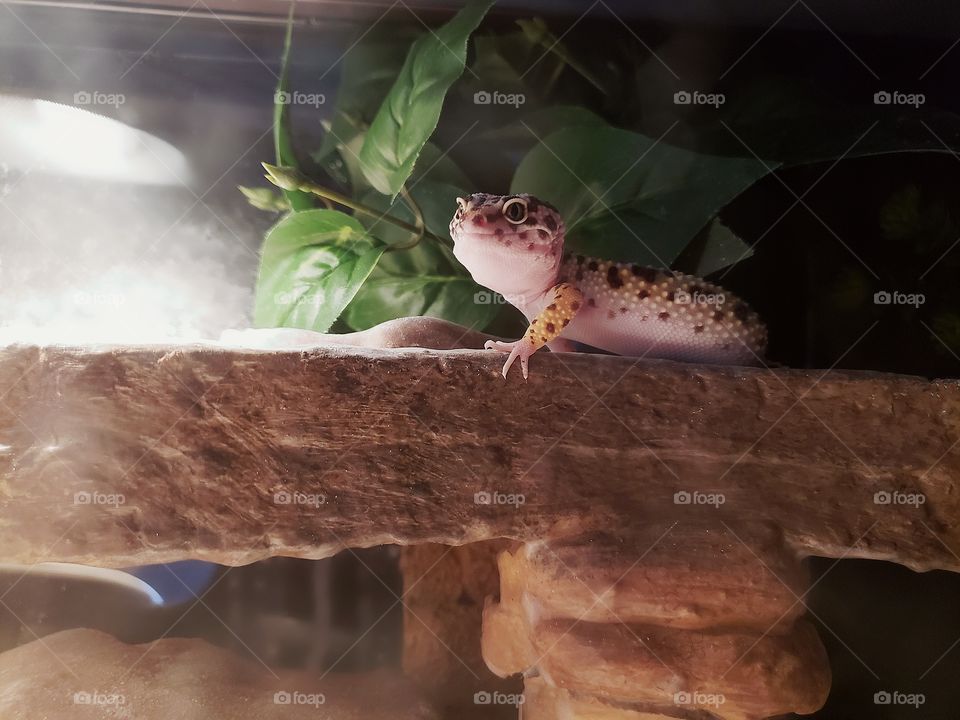 Leopard Gecko chilling on a ledge looking at the camera.