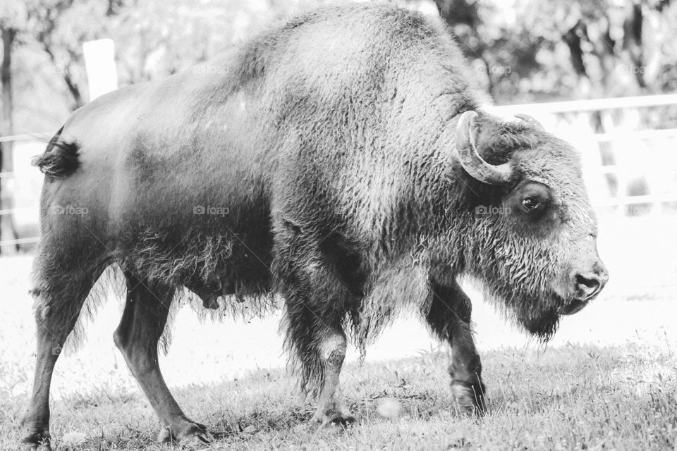 American buffalo bison
