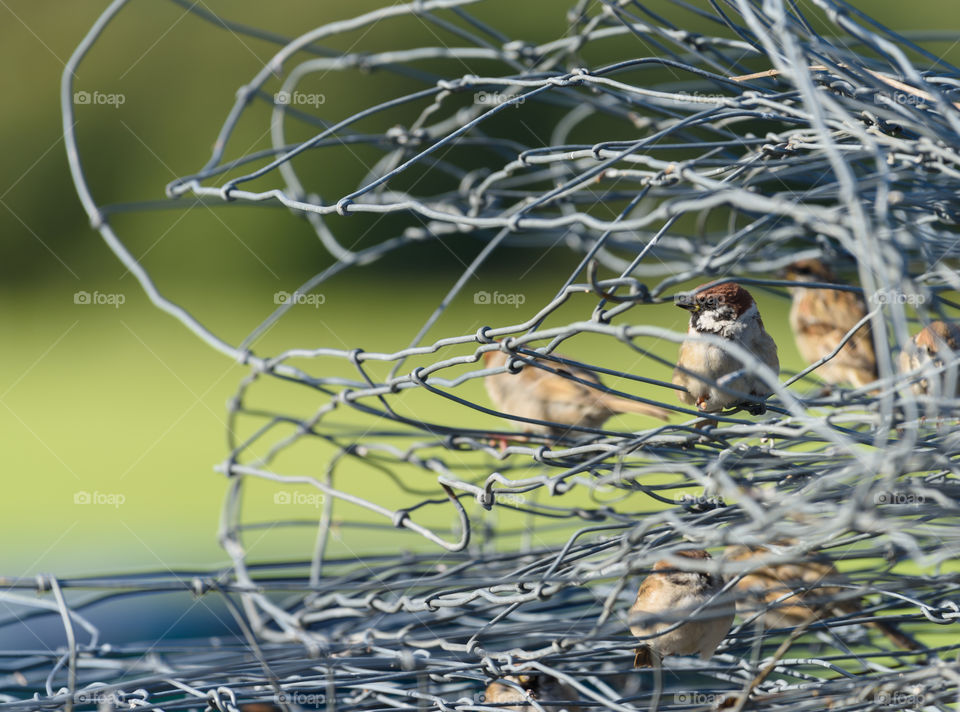 Flock of sparrows sitting inside wires of twisted mesh fence on sunny summer evening in Helsinki, Finland.