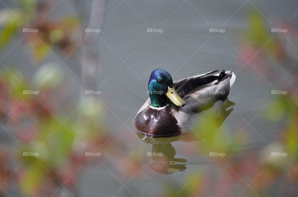pond lake duck mallard by charles2111