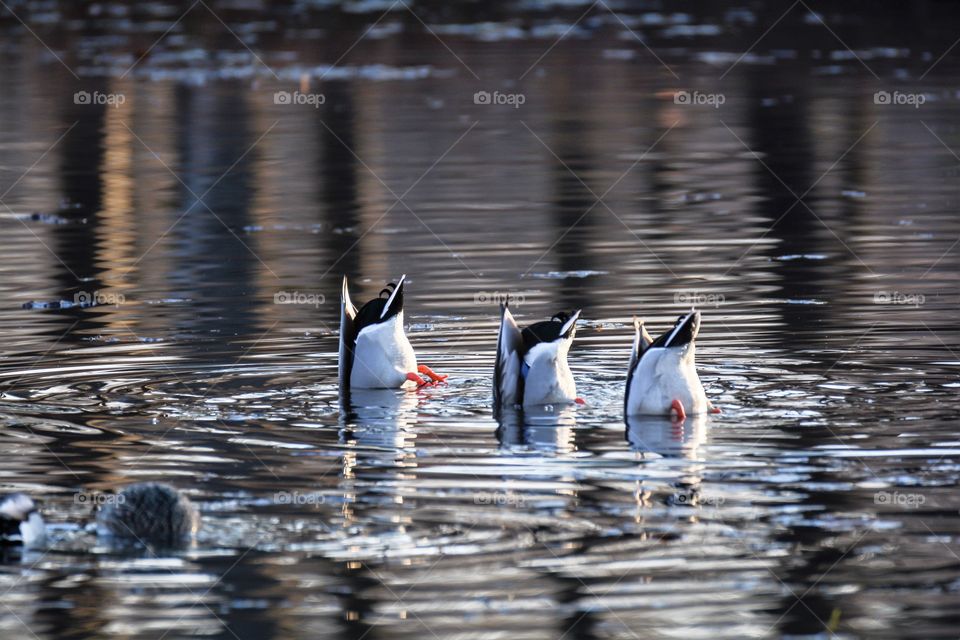 three ducks in a pond