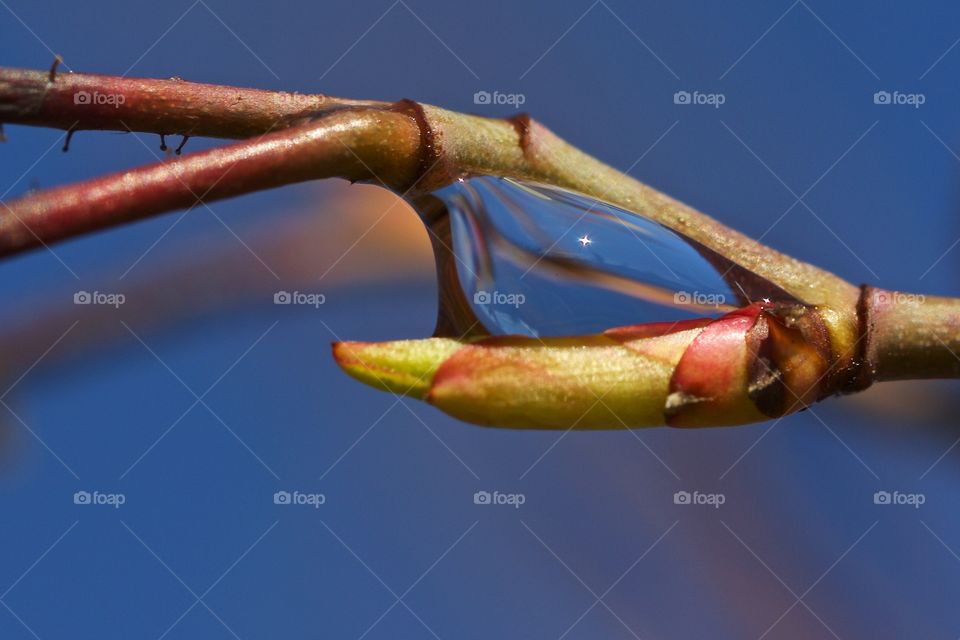 Close-up of dew drop on plant branch