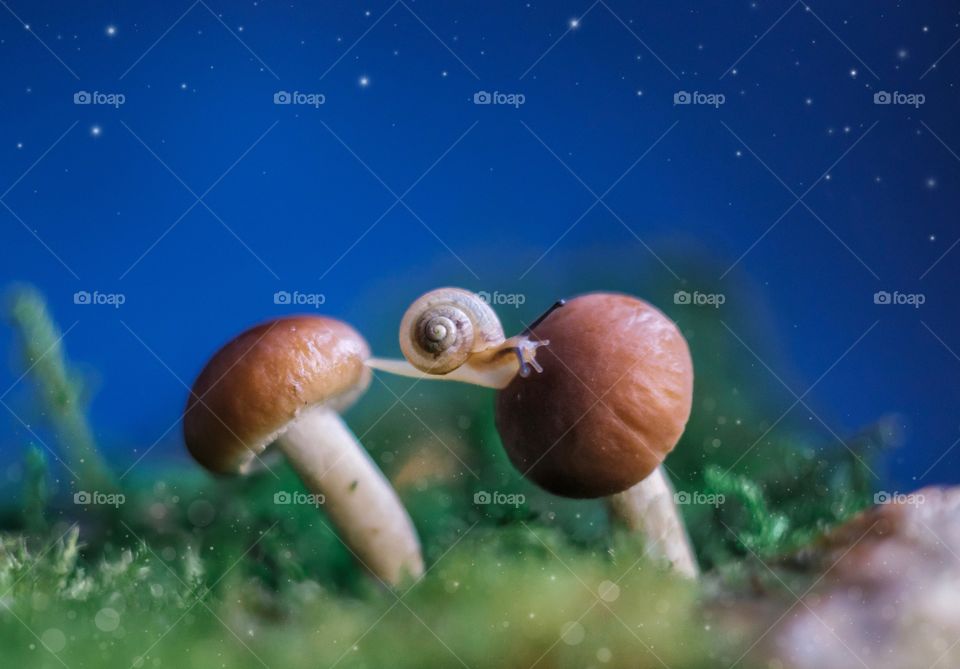 Small snail on the mushroom 