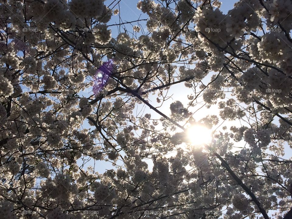 Cherry Blossoms Washington, DC 