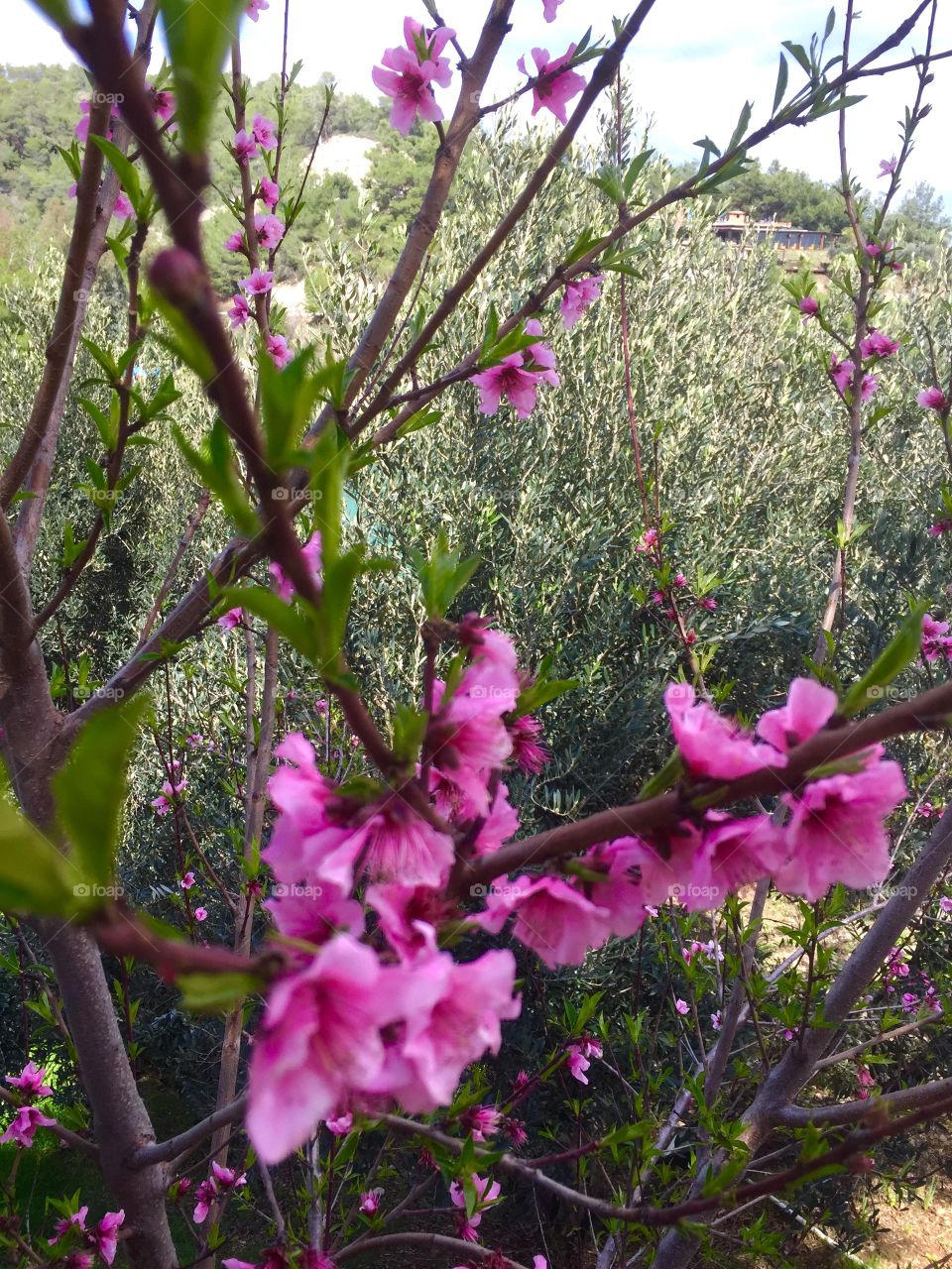 Flower, Nature, Flora, Branch, Tree