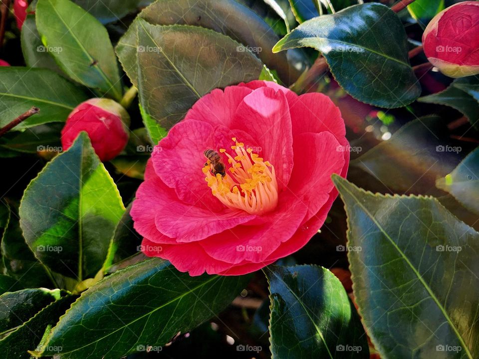 Close up on a bee feeding on the yellow pistils of a fuschia camellia in Locmiquélic