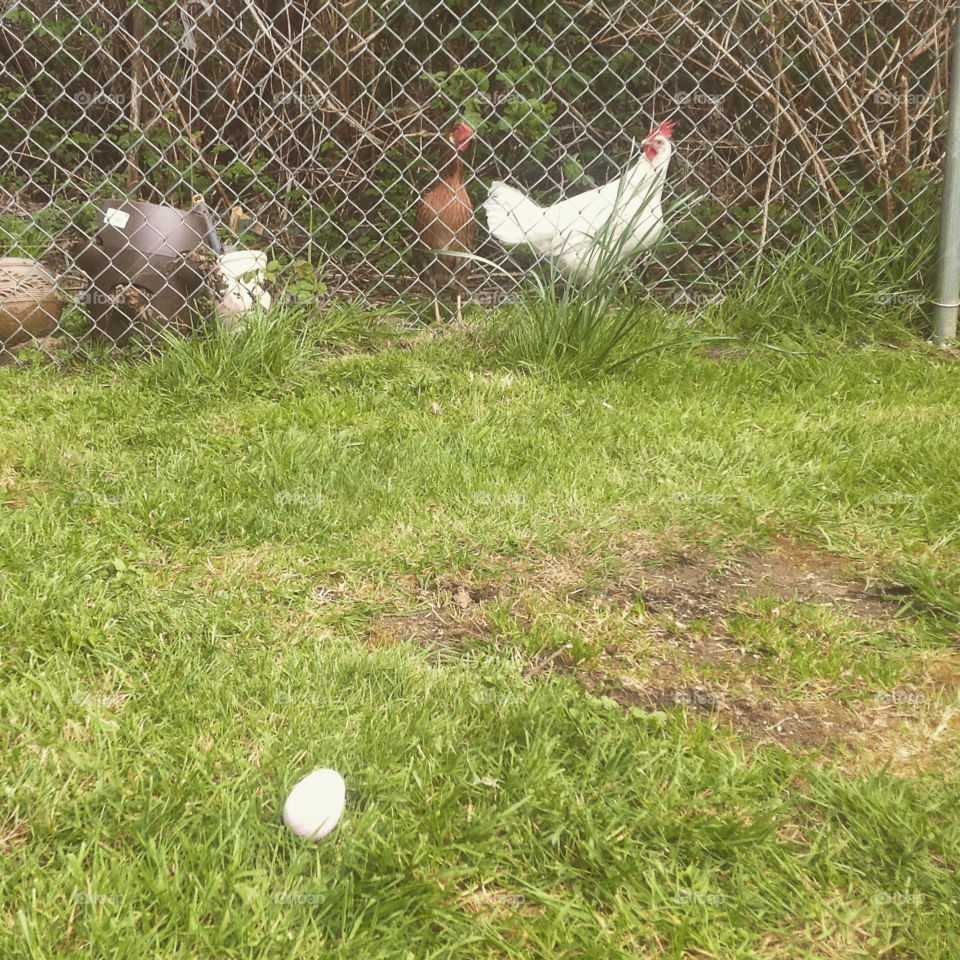 Confused chickens