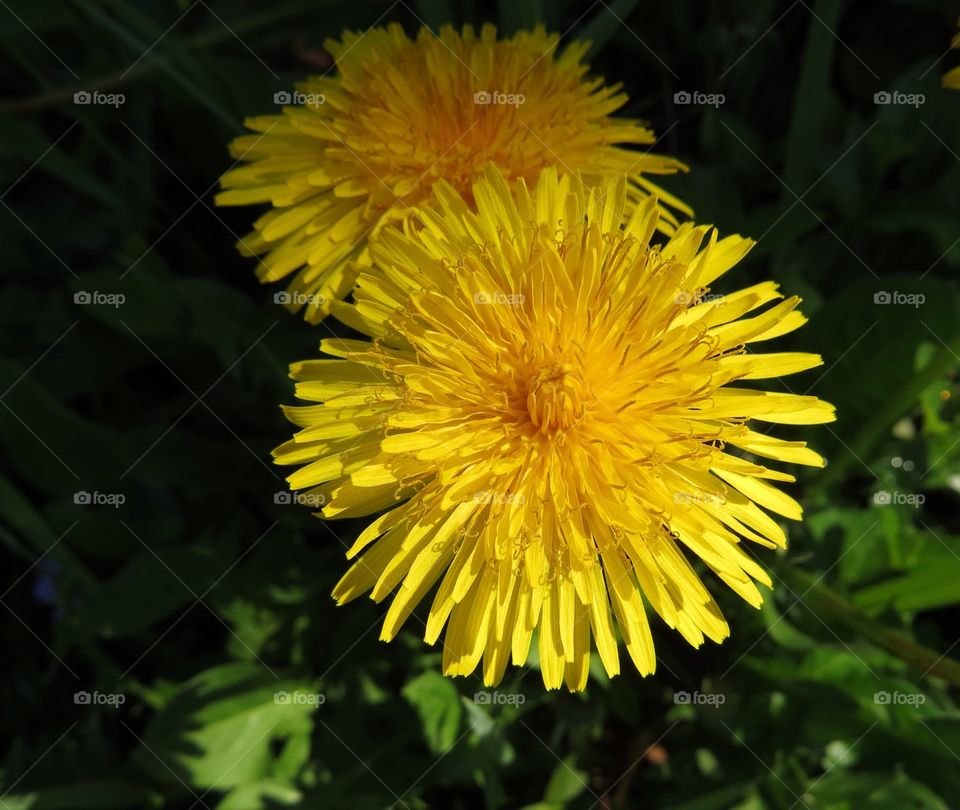 Dandelions