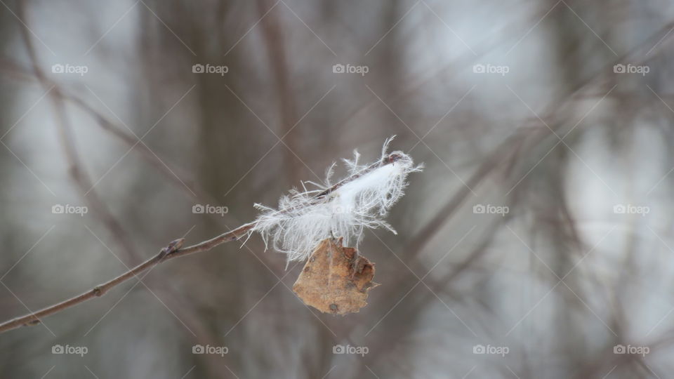 Strong feather