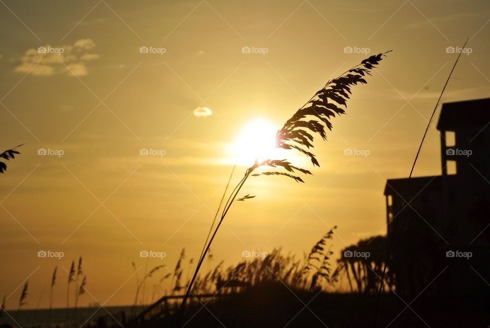 Sea oats