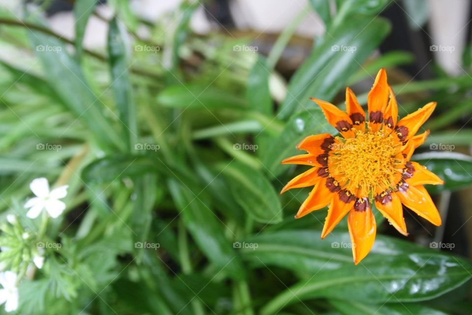 Flower orange