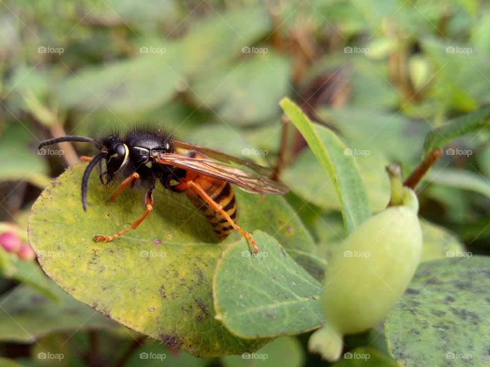 Wasp on a bush leaf