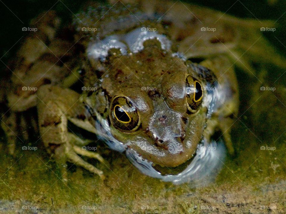 Frog eyes 