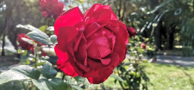 Rose