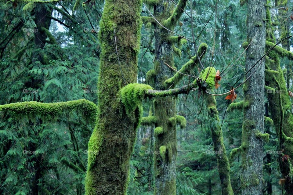 Vibrant green moss envelopes the grey trunks and branches of the trees in a shot of fading winter daylight in a Pacific Northwest forest. 