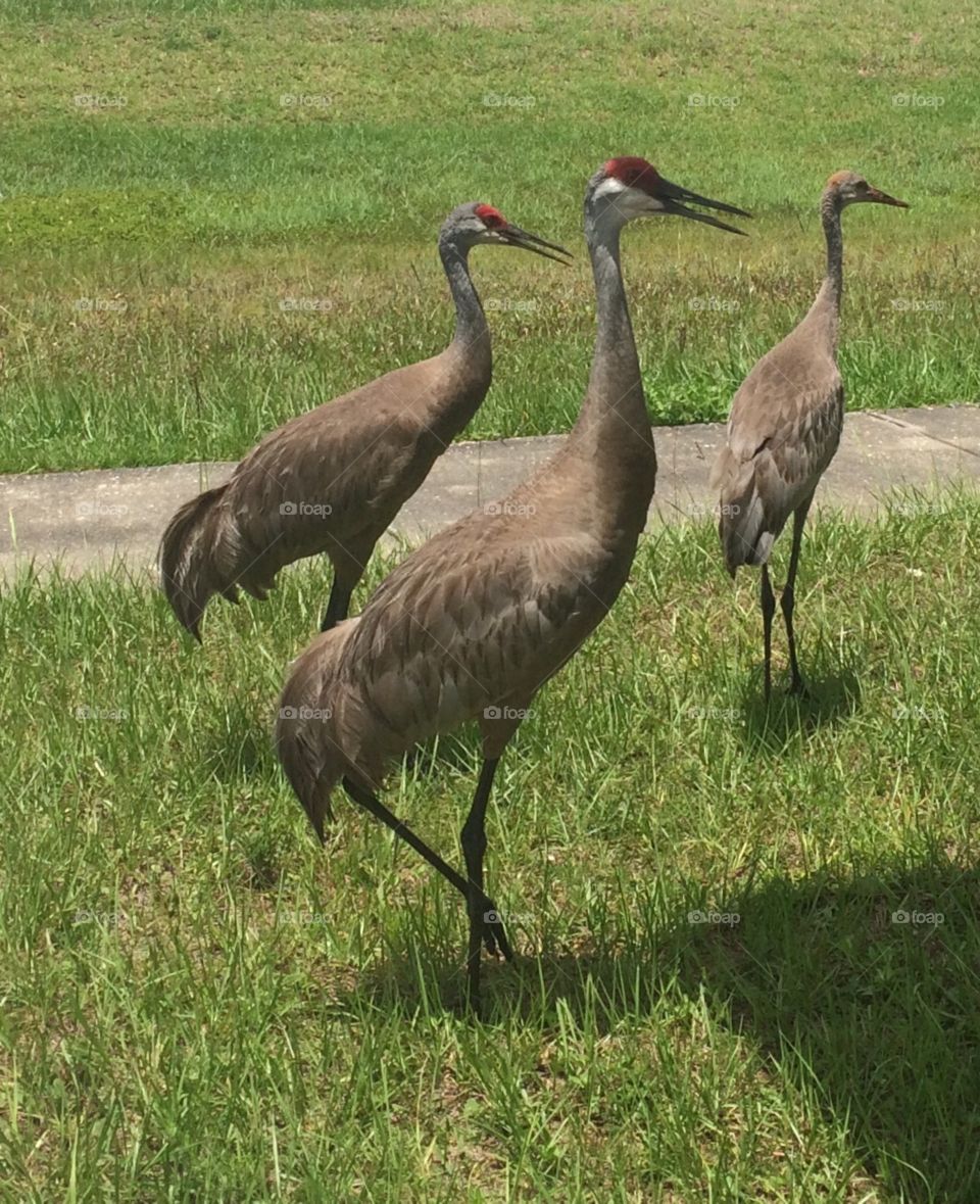 Sandhill crane family in Orlando, FL
