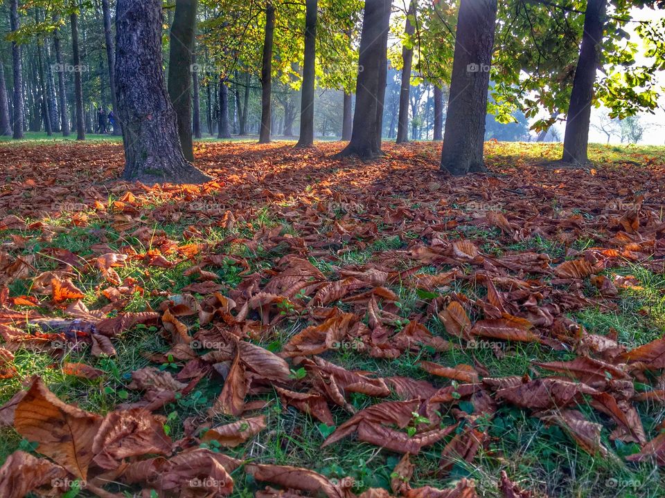 Fallen leaves