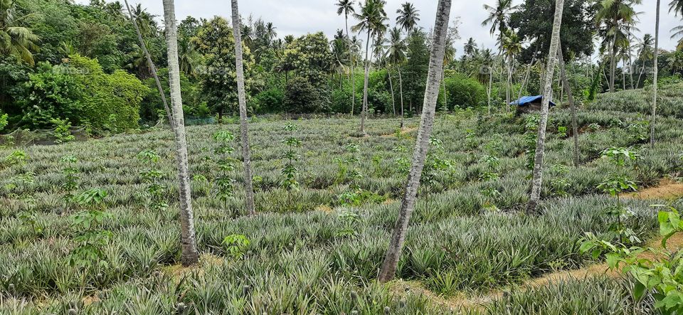 Pineapple farm at the forest...Pine plants