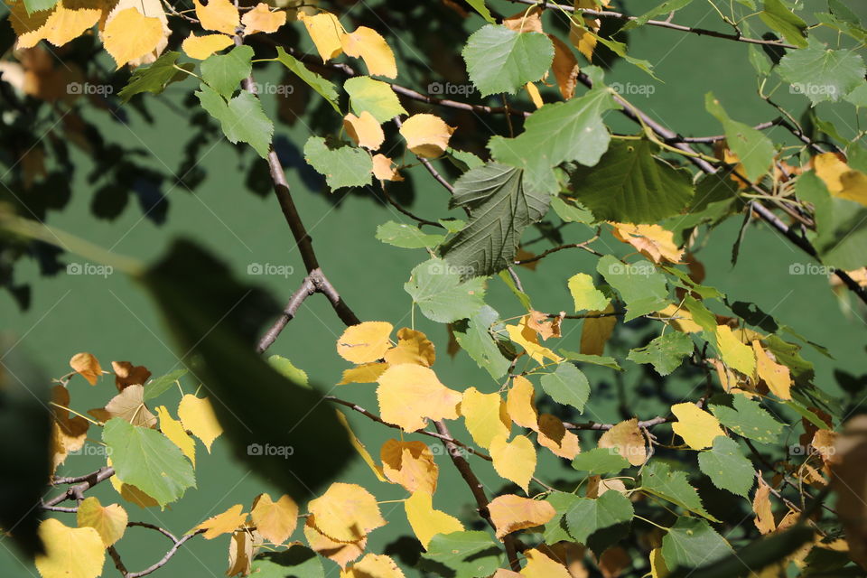 Green leaves turning yellow, autumn is nearby 