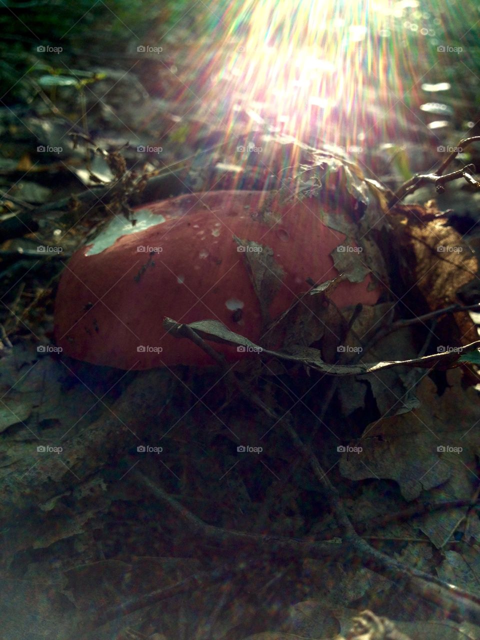 Health..magic mushroom