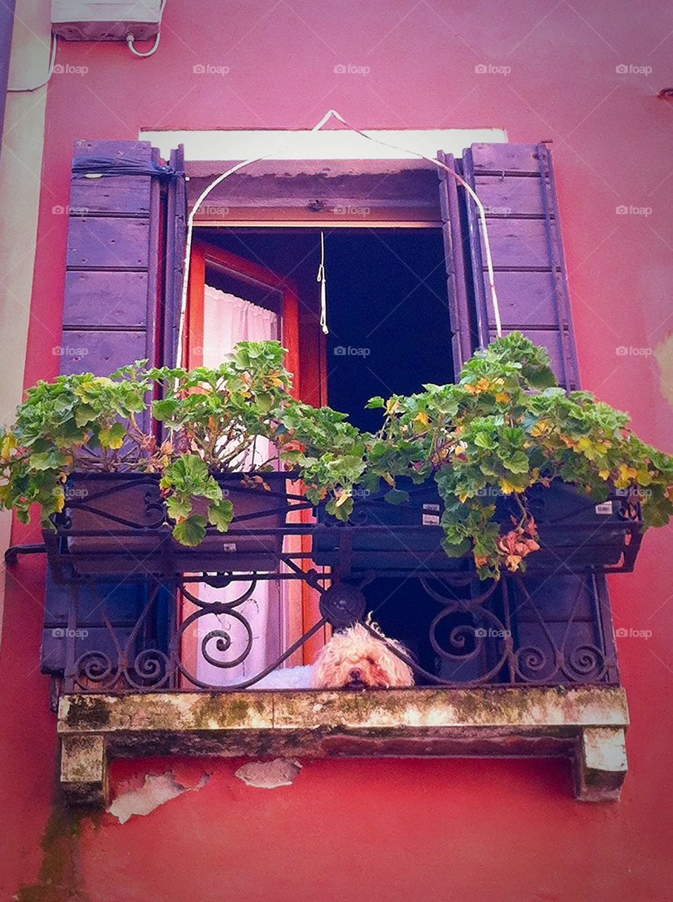 Dog on a Venetian balcony