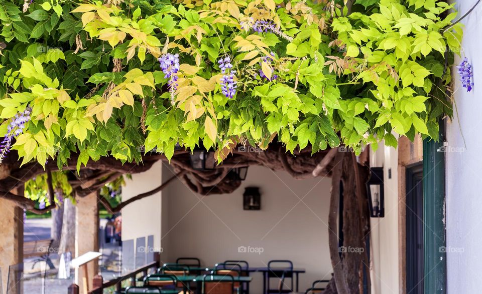 Wisteria growing from the inside to outside of of a restaurant 